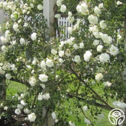 White Dawn® -Precisiom Store white dawn 8