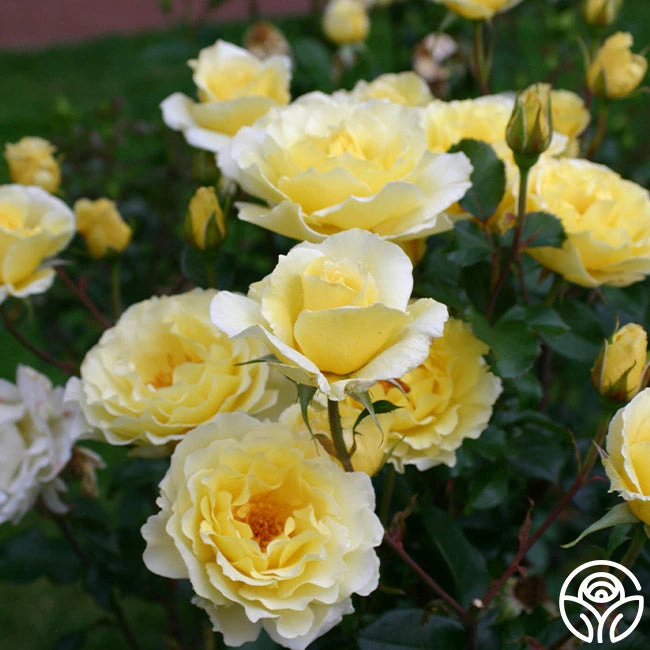 White Licorice™ 2 White Licorice™ - Image 2