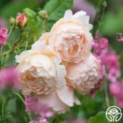 Wollerton Old Hall™ -Precisiom Store wollerton old hall 4