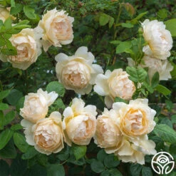 New Release -Precisiom Store wollerton old hall 5