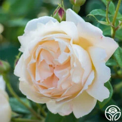 Wollerton Old Hall™ -Precisiom Store wollerton old hall 6