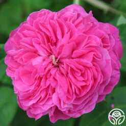 Yolande De Aragon 15 Yolande De Aragon -Precisiom Store yolande de aragon 19