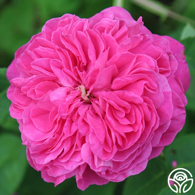 Yolande De Aragon 8 Yolande De Aragon - Image 8