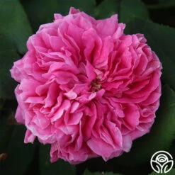 Yolande De Aragon 12 Yolande De Aragon -Precisiom Store yolande de argon 1