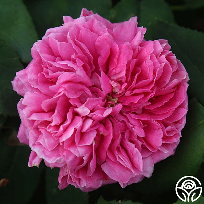 Yolande De Aragon 5 Yolande De Aragon - Image 5