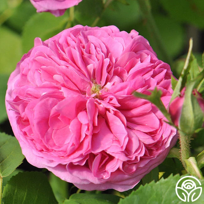 Yolande De Aragon 2 Yolande De Aragon - Image 2