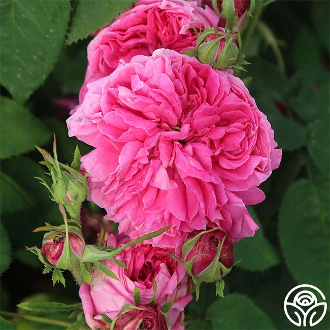 Yolande De Aragon 3 Yolande De Aragon - Image 3