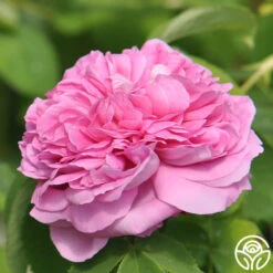 Yolande De Aragon 11 Yolande De Aragon -Precisiom Store yolande de argon 6