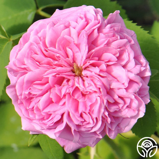 Yolande De Aragon 6 Yolande De Aragon - Image 6