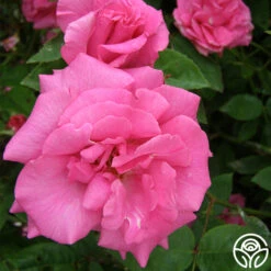 Zéphirine Drouhin -Precisiom Store zephirine drouhin 5 1