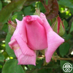 Zéphirine Drouhin -Precisiom Store zephirine drouhin 6 1