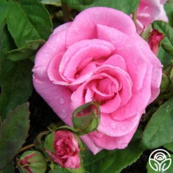 Zéphirine Drouhin -Precisiom Store zephirine drouhin 7 1