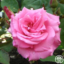 Zéphirine Drouhin -Precisiom Store zephirine drouhin 8 1