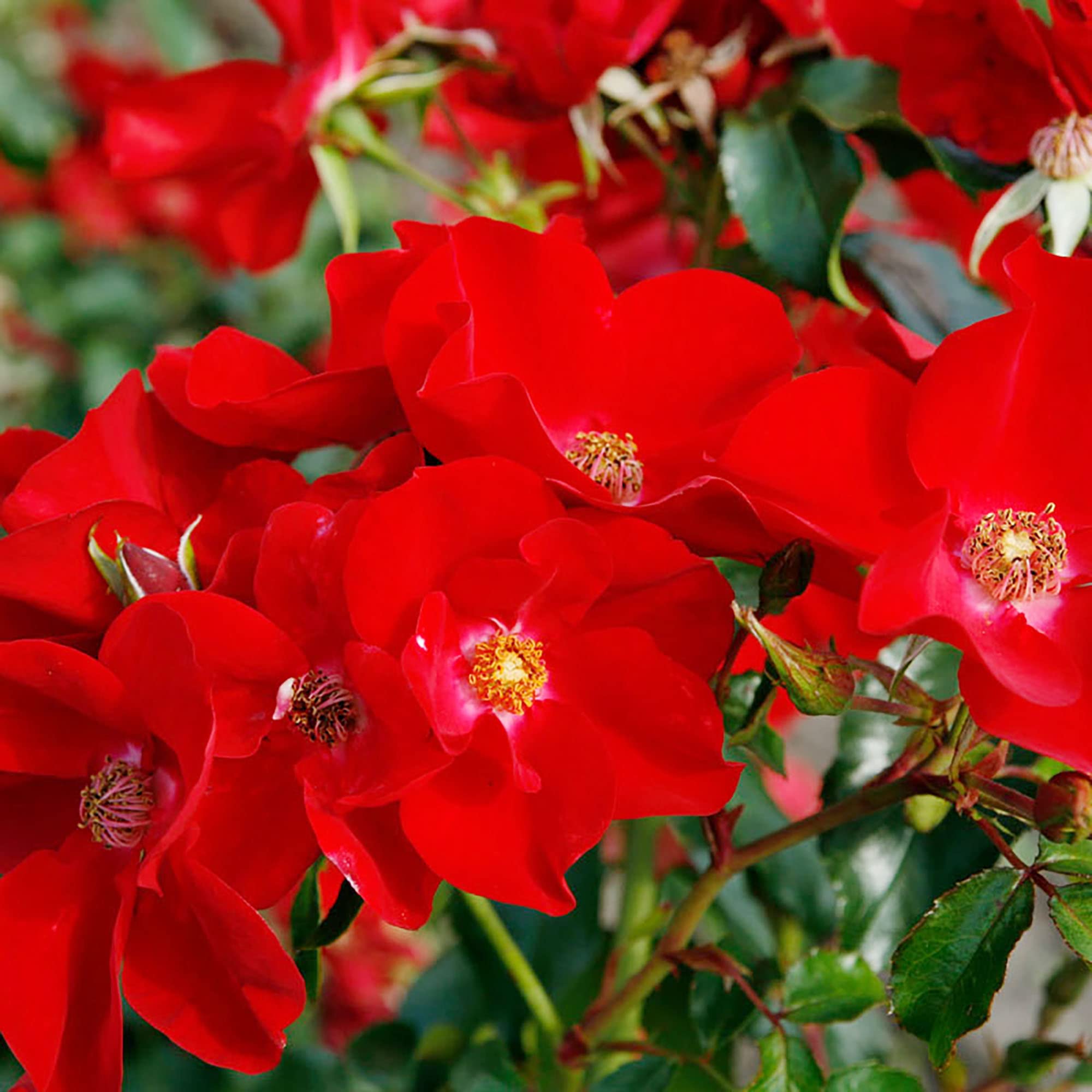 Precisiom Store -Precisiom Store 71gfw9sPOsL