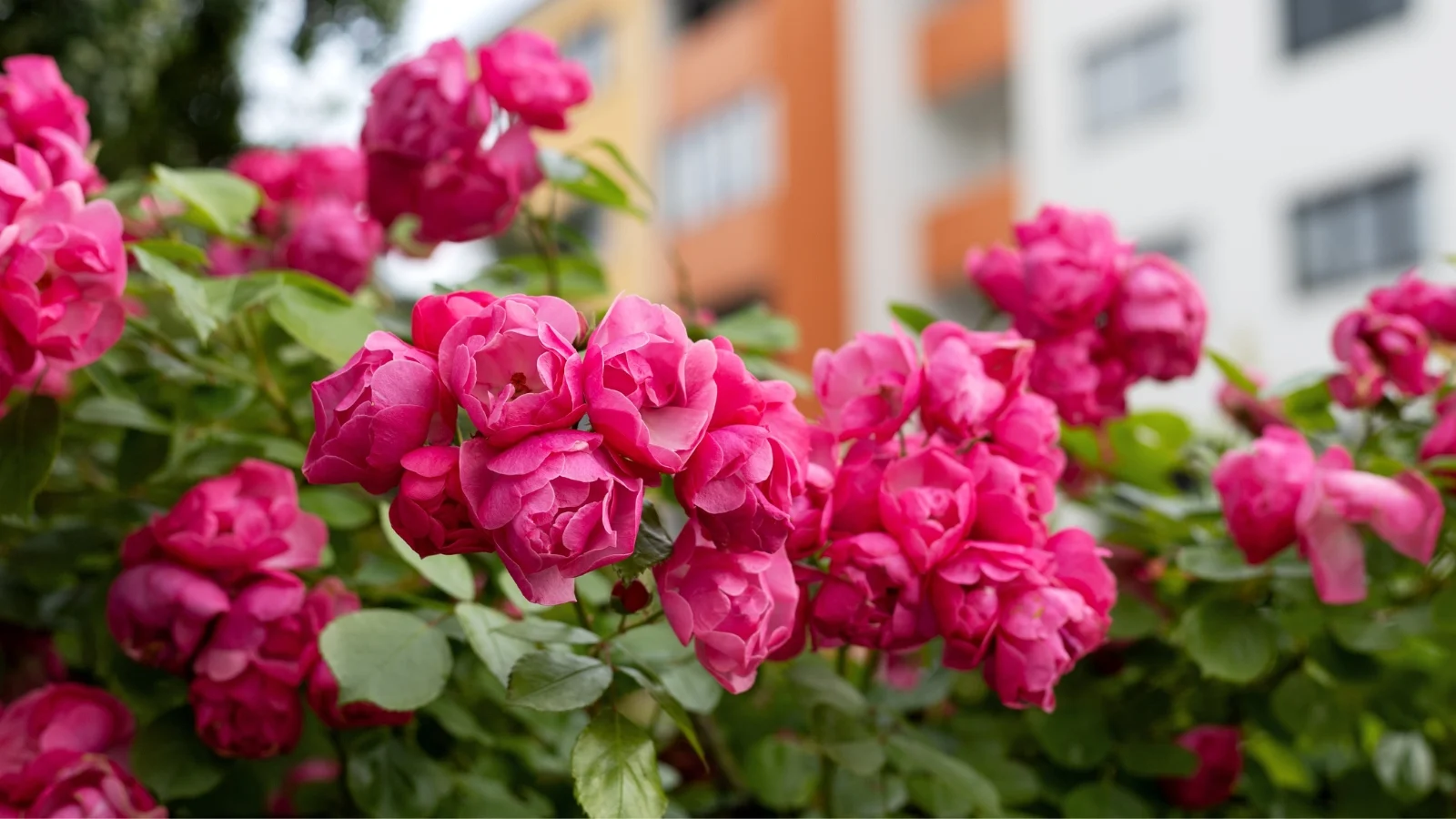 Precisiom Store -Precisiom Store Floribunda rose bush with bouquets of open dark pink flowers