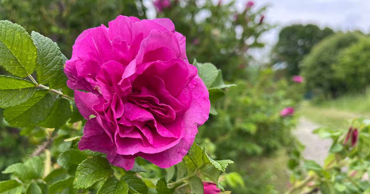 Precisiom Store -Precisiom Store How to Grow Rugosa Roses FB