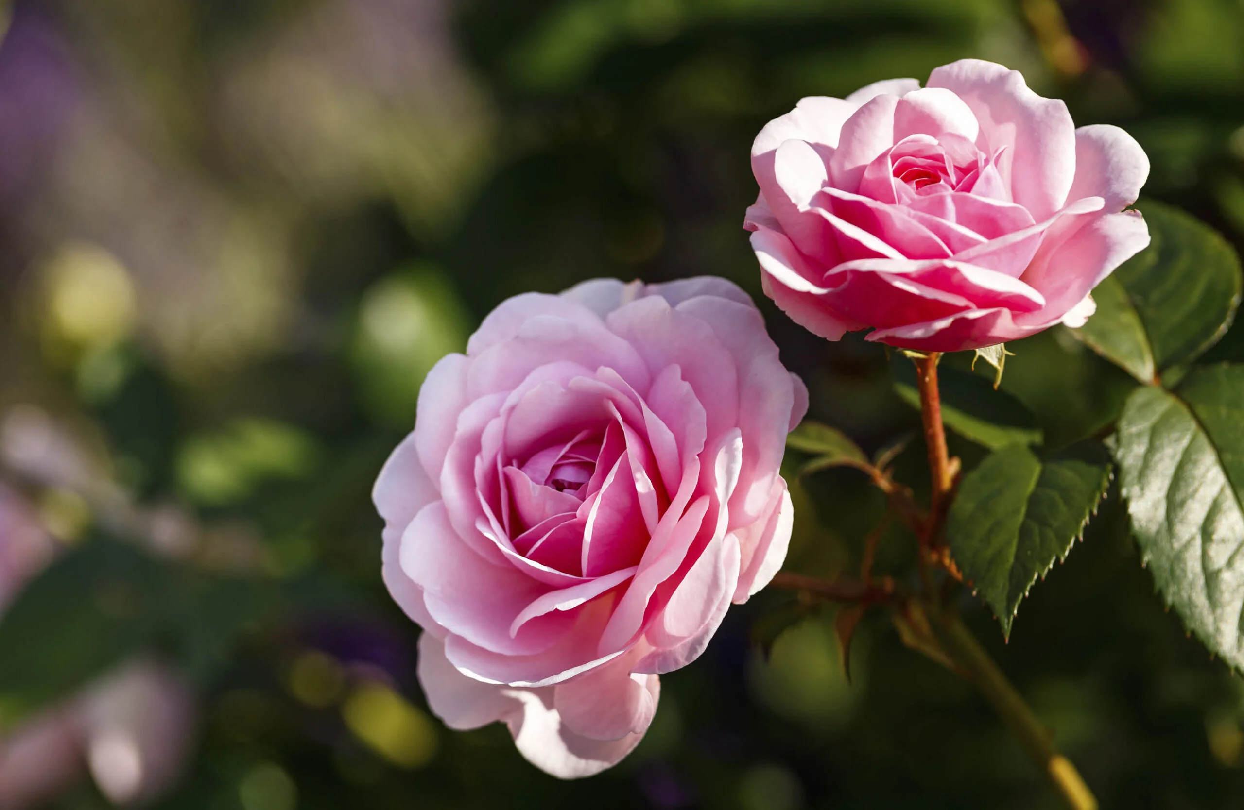 Precisiom Store -Precisiom Store Olivia David Austin rose iStock scaled 1