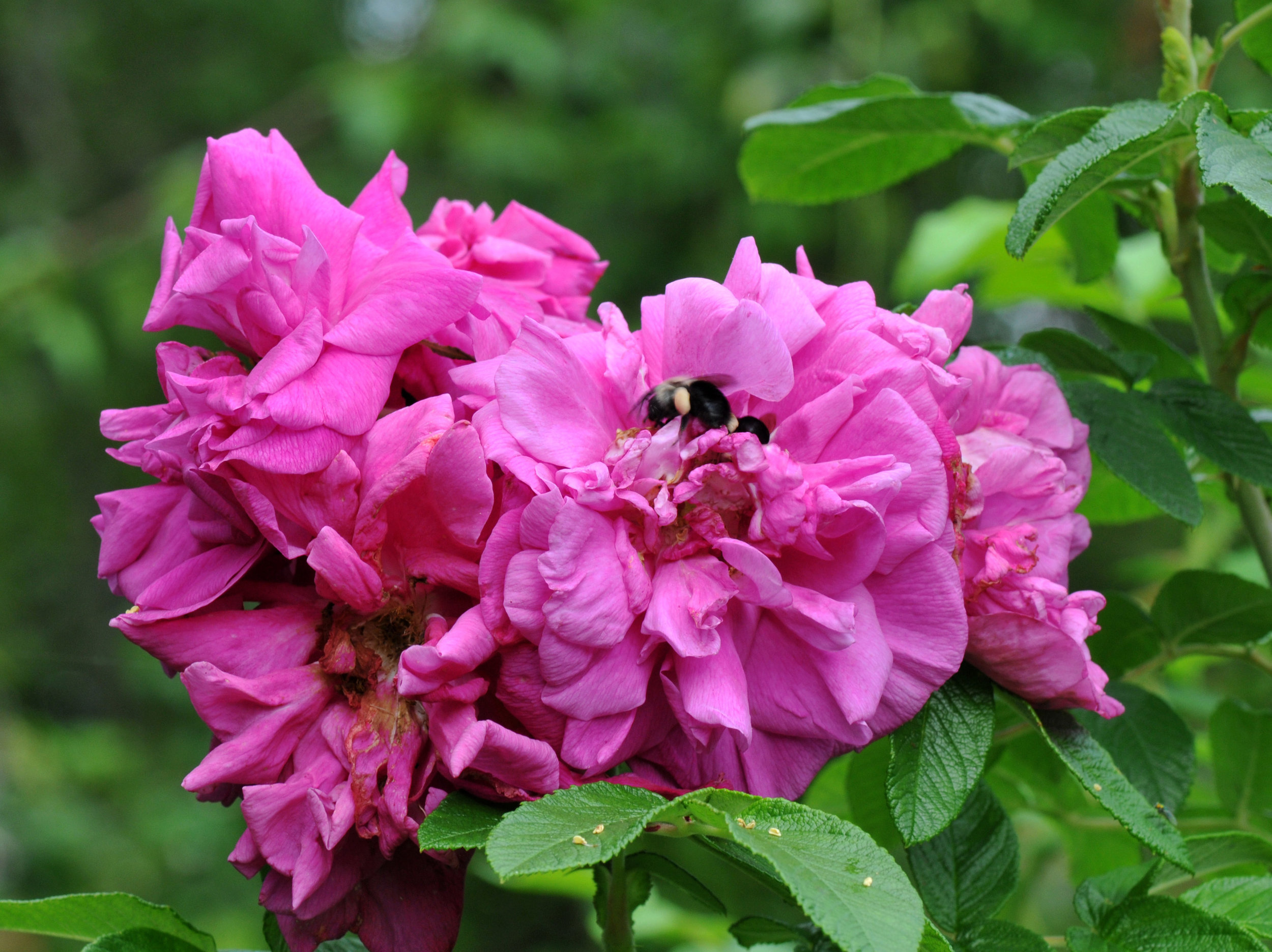 Precisiom Store -Precisiom Store rosa rugosa hansa 24 1